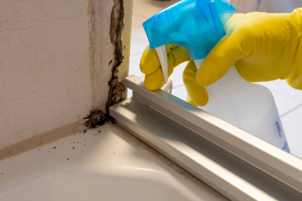 Why You Should Choose Our Mold Remediation Services in Central City, IL